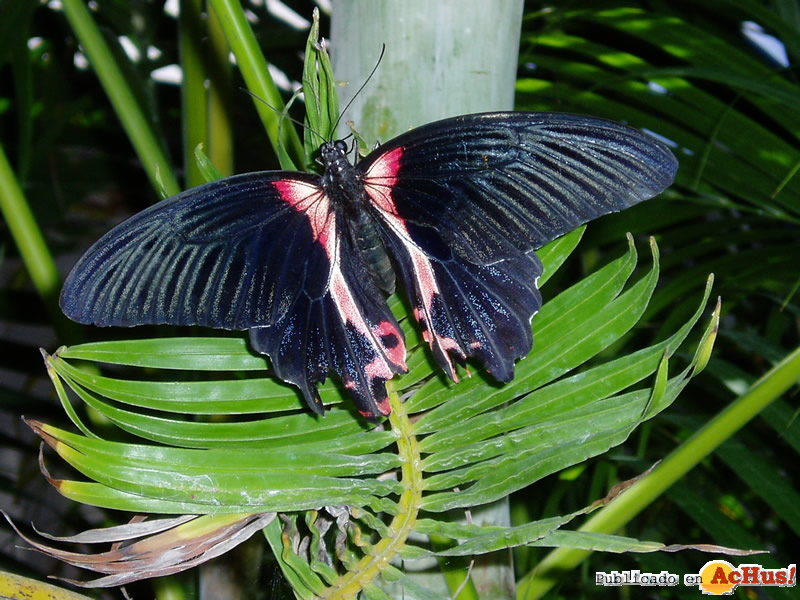 The Butterfly Farm 05