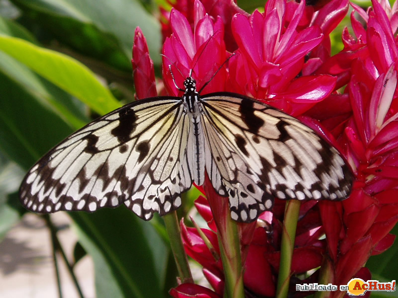 The Butterfly Farm 06