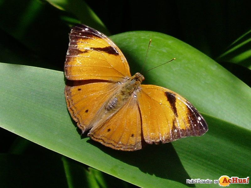 The Butterfly Farm 07