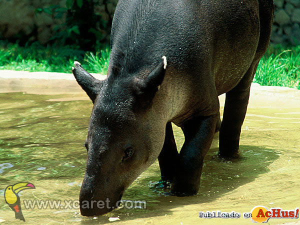 Tapir