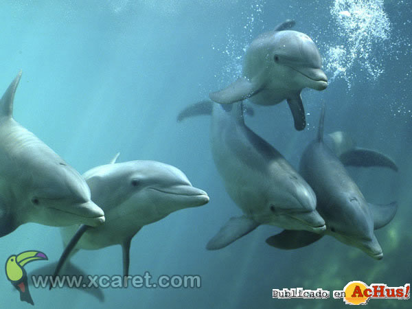Unique Dolphin Swim
