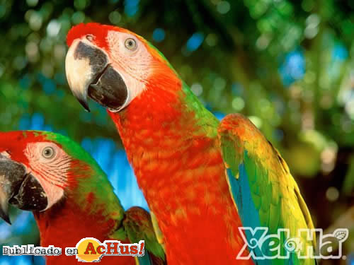 Guacamayas 02