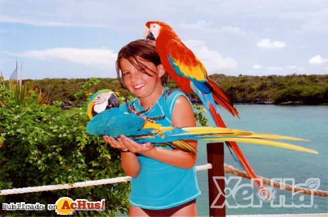 Guacamayas