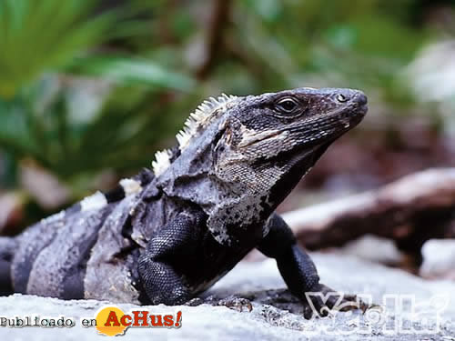Iguana