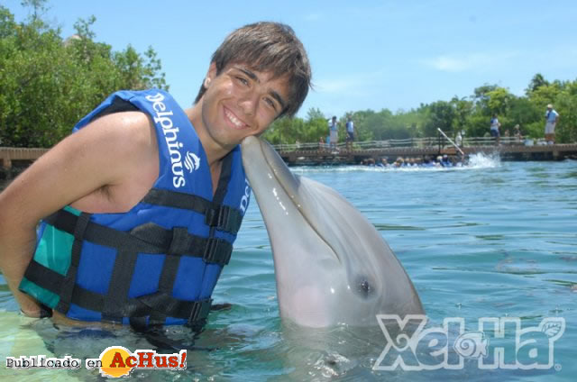 Nado con Delfines 01
