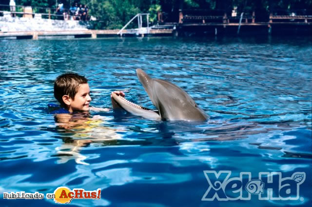 Nado con Delfines 02