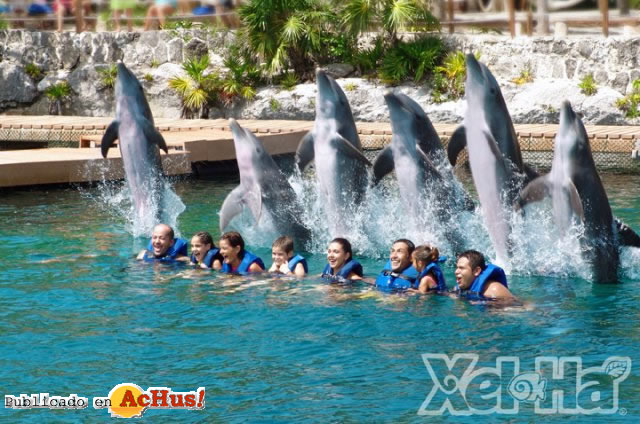 Nado con Delfines 03