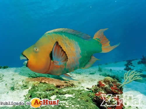 Peces 01