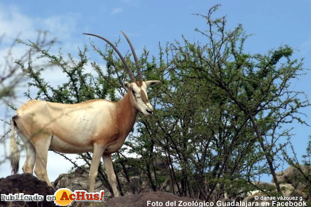 Antilope Orix Cimitarra