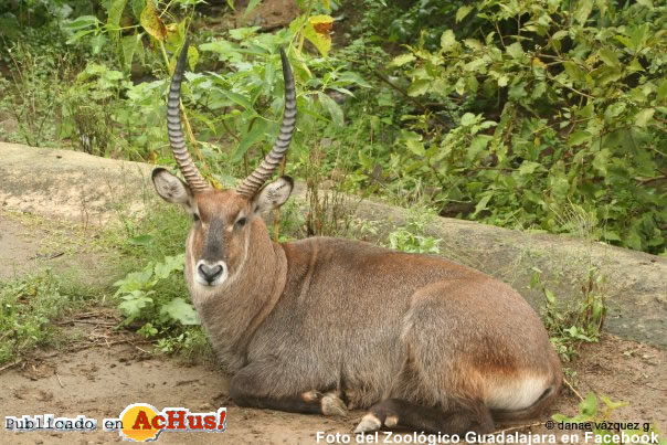 Antilope acuatico