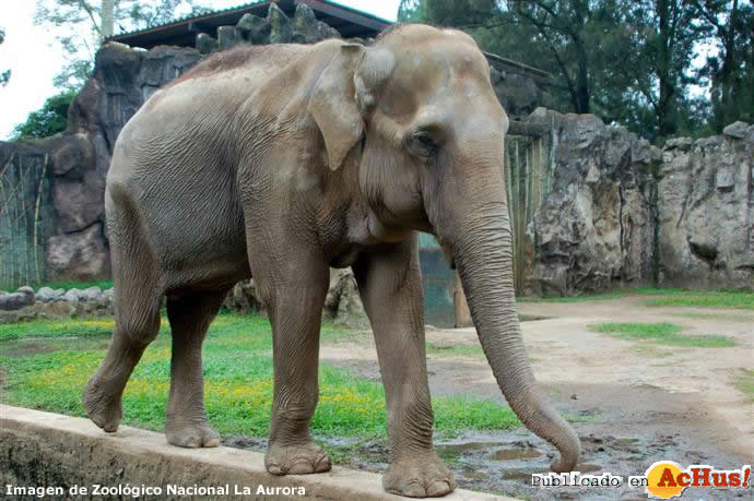 Elefante asiatico