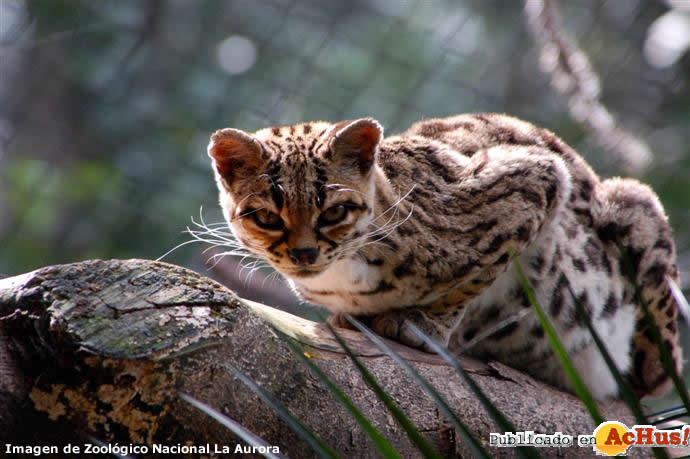 Margay