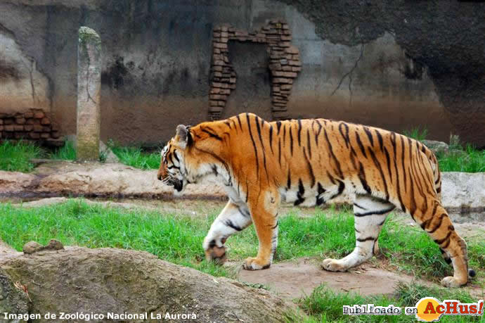 Tigre de Bengala