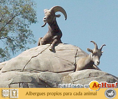 Cabras