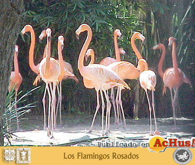 Flamingos rosados