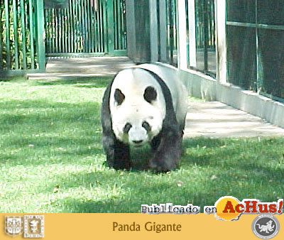 Panda gigante