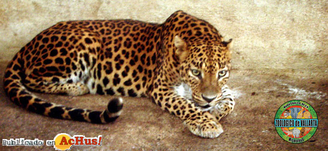 Leopardo africano