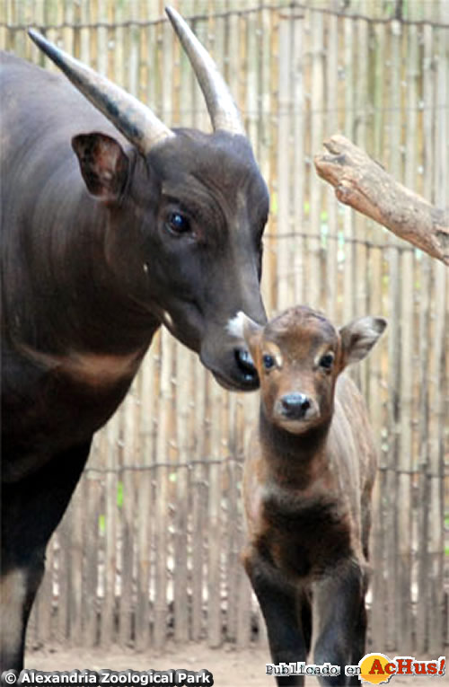 Baby Anoa and mom