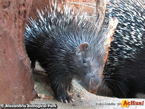 Porcupine