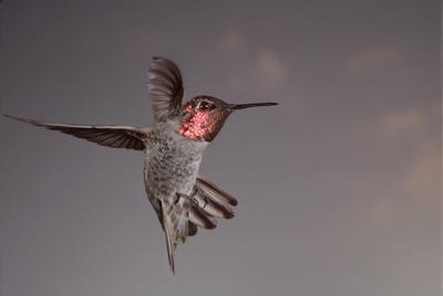 colibri cabeza roja