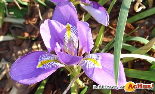 Algerian Iris