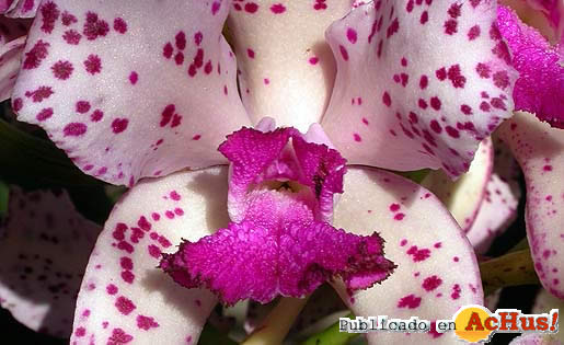 Cattleya