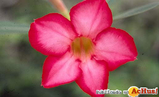 Desert Rose