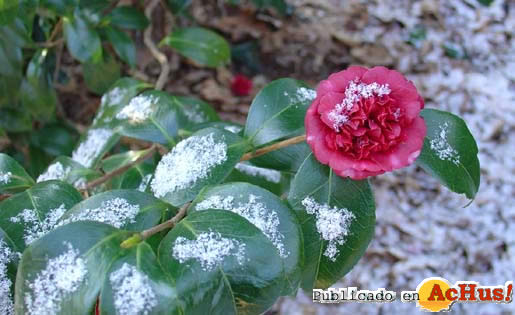 Japanese camellia