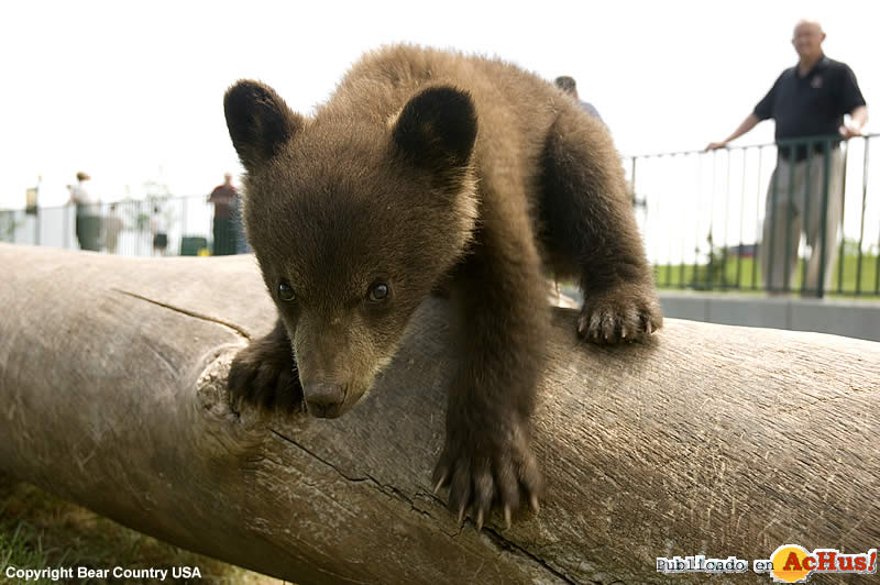 Bear Cub