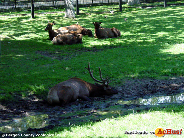 Bergen Zoological Park 03