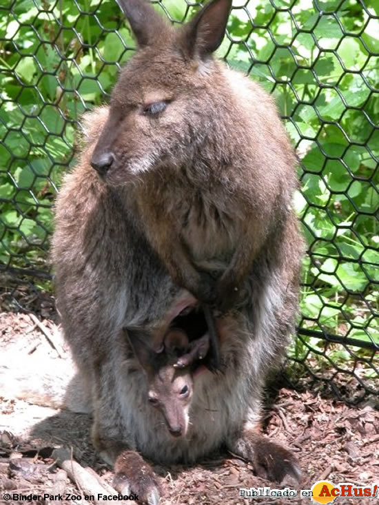 Wallaby