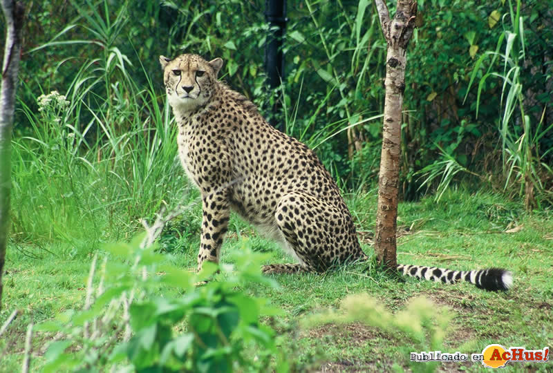 Cheetah