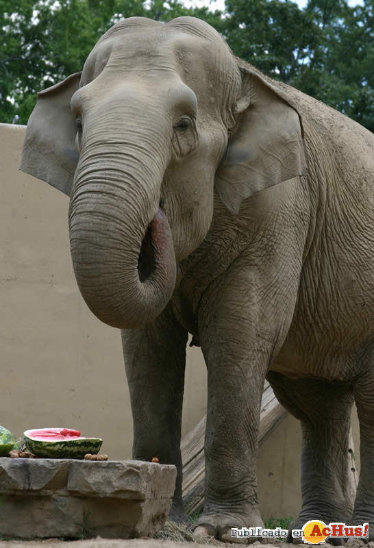 Elefante