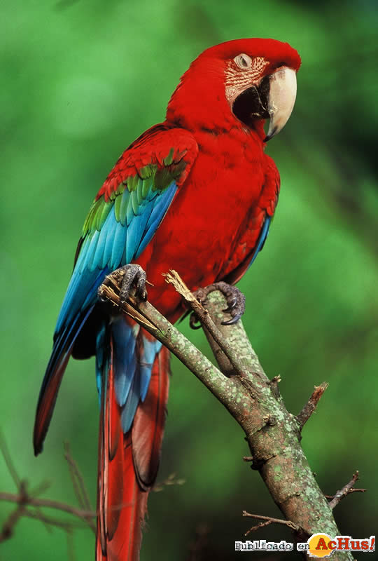 Green Winged Macaw