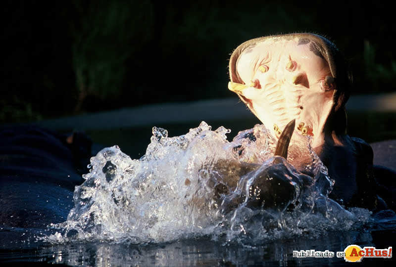 Hippopotamus