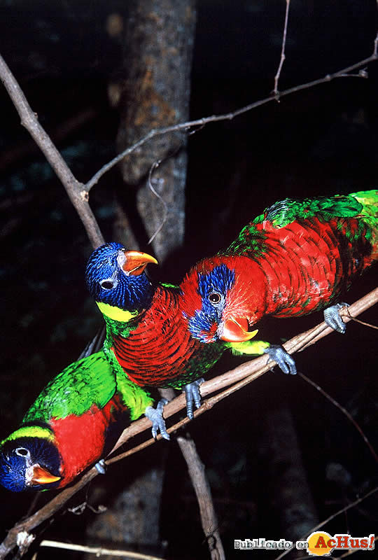 Lorikeets