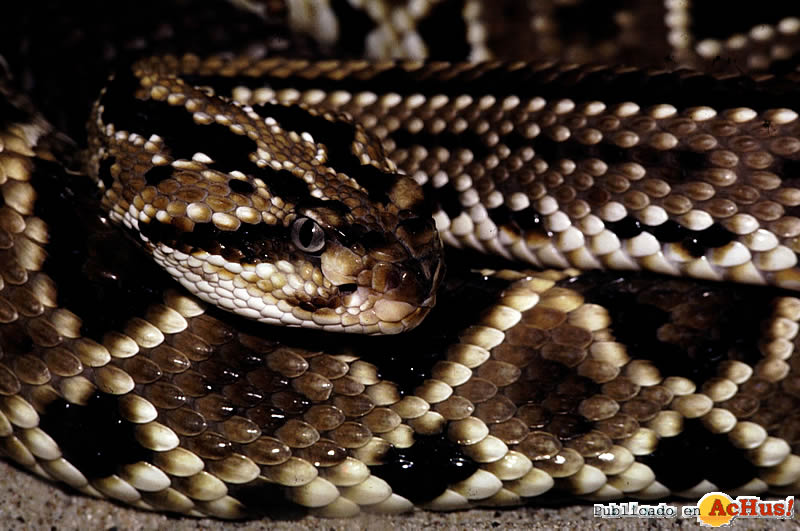 Cascabel Rattlesnake