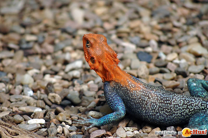 Red Headed Agama