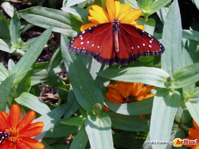 Brookfield Zoo 05