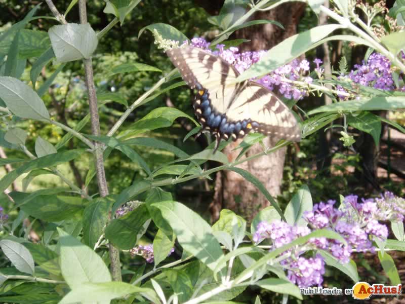 Brookfield Zoo 09