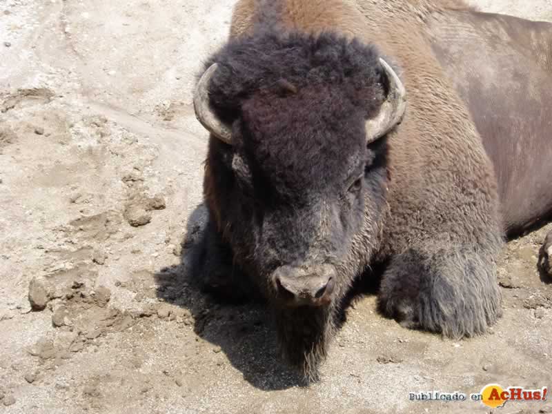 Brookfield Zoo 11