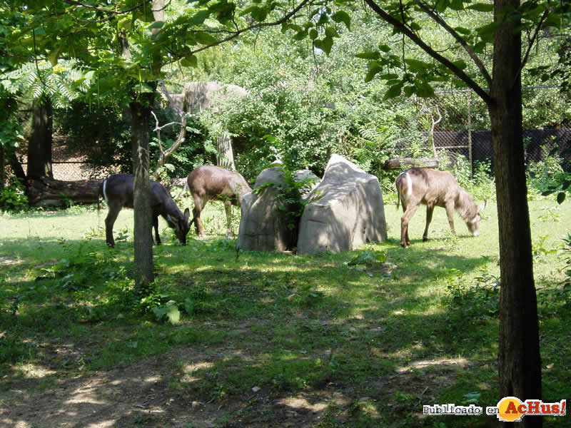 Brookfield Zoo 12