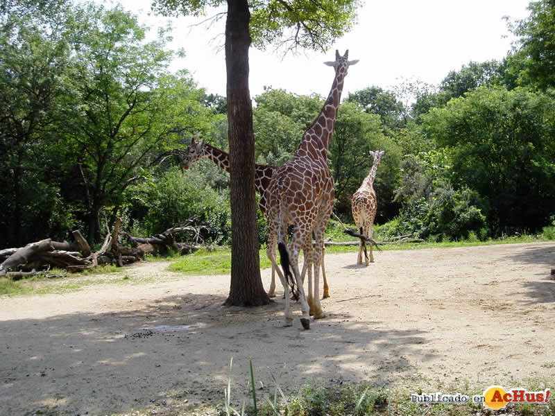 Brookfield Zoo 15