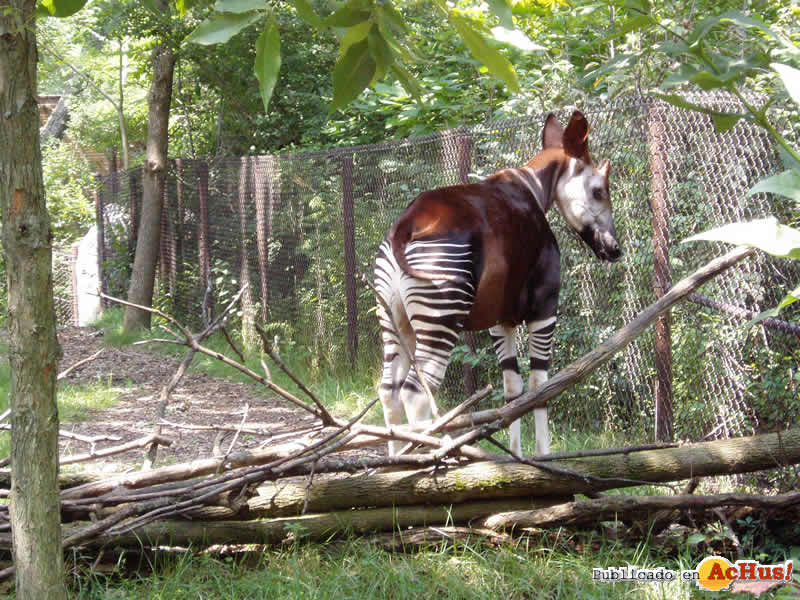 Brookfield Zoo 18