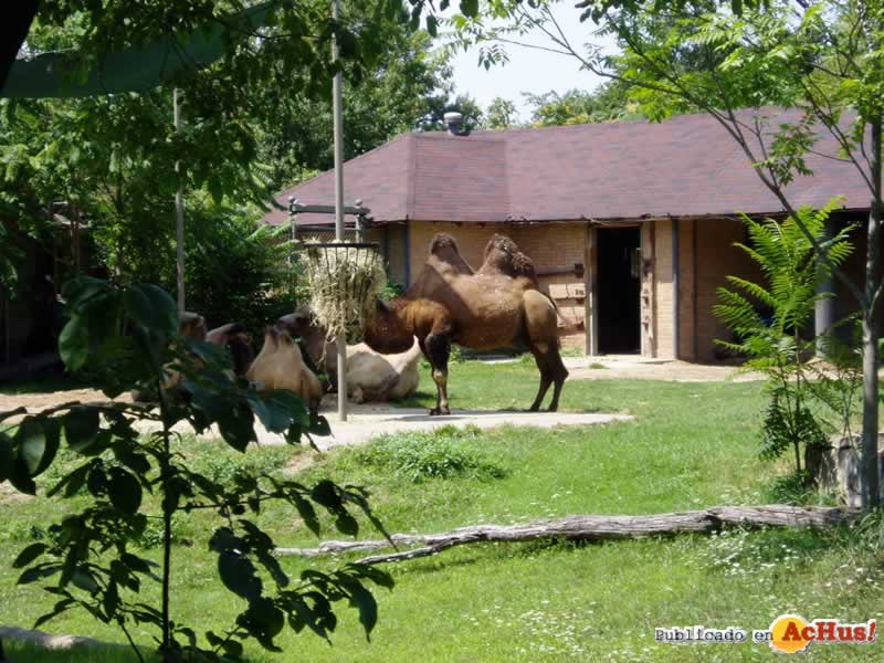 Brookfield Zoo 27