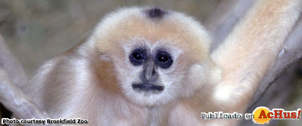 gibbon