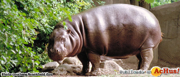 hipopotamo