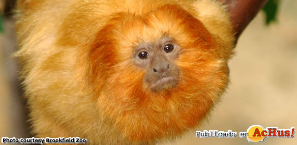 lion tamarin