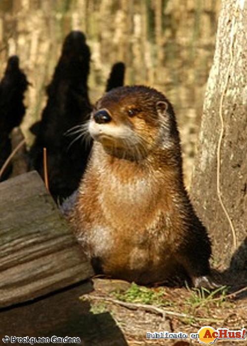 River Otter