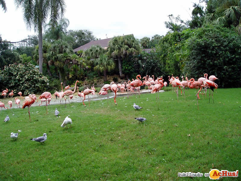 Bird Gardens 44